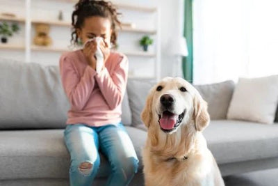 Top 10 Ways to Help You Reduce Indoor Allergens in Your Home